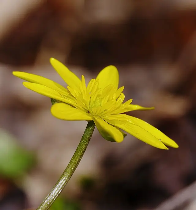 2014.03.09.-23-Kaefertaler Wald-Mannheim-Fruehlings-Scharbockskraut