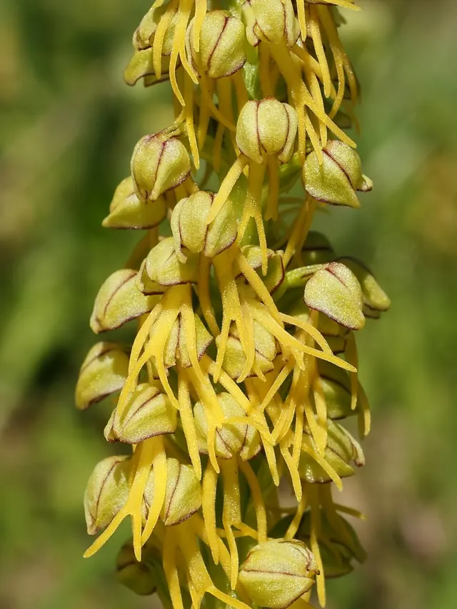 Aceras anthropophora (detail)