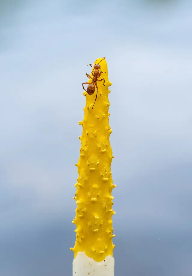 Ant on golden club (24749)