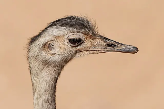 Erfurt - Thüringer Zoopark - Rhea americana 01